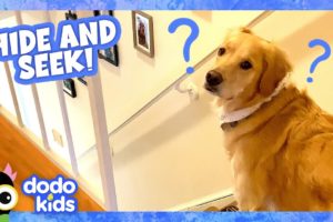 Play Hide-And-Seek With This Sneaky Pup! | Dodo Kids | Animal Videos