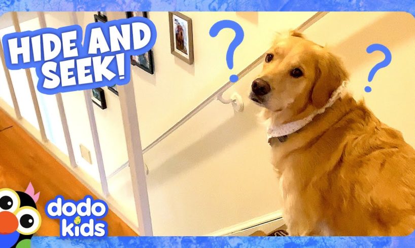 Play Hide-And-Seek With This Sneaky Pup! | Dodo Kids | Animal Videos