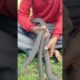 Playing Big Snake #snake #snake #snakevideo #animal #youtubeshorts #videoshort #viralshort #shorts