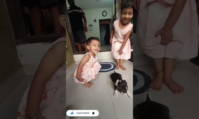 Playing with New Cutest Puppies/dogs baby/#cute animal #dogs#puppies