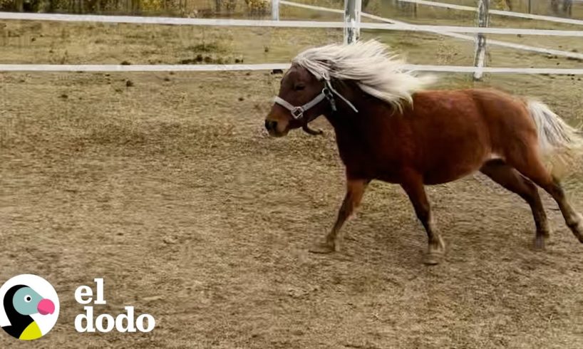 Poni que nunca había confiado en nadie sigue a una adolescente todo el día | El Dodo