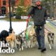 Professional Dog Walker Teaches Pack Of Dogs How To Perfectly Behave On Walks | The Dodo