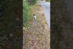 Puppies Extremely Scared & Panicked After Be Abandoned On A Busy Road