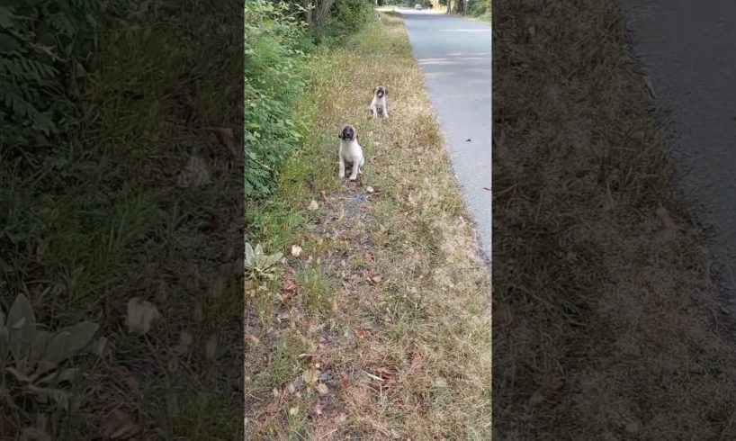 Puppies Extremely Scared & Panicked After Be Abandoned On A Busy Road