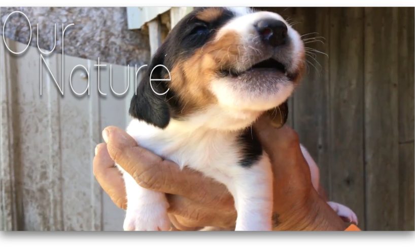 Puppies First Time Howling Compilation 2017