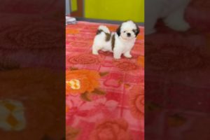 Puppies for sale|Cute puppies shorts #shihtzu #puppy #puppies #viralvideo #shotrs #petlover #dogs