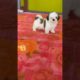 Puppies for sale|Cute puppies shorts #shihtzu #puppy #puppies #viralvideo #shotrs #petlover #dogs