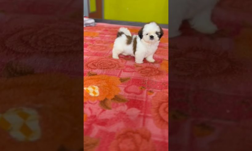 Puppies for sale|Cute puppies shorts #shihtzu #puppy #puppies #viralvideo #shotrs #petlover #dogs