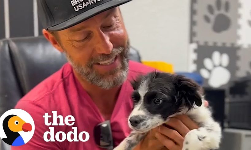 Puppy Asks This Guy To Take Him Home From The Shelter | The Dodo