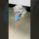 Queen playing with toy#cat #catlover #trending #kitten #cute #animals #cutecat #mycat #shorts #pet