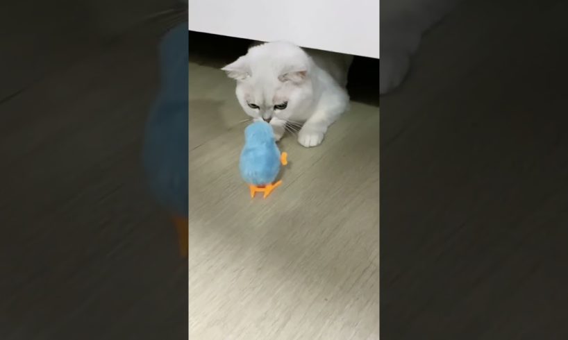 Queen playing with toy#cat #catlover #trending #kitten #cute #animals #cutecat #mycat #shorts #pet