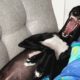 Racing greyhound gets his first taste of indoor life