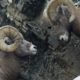 Rams Battle for Right to Mate