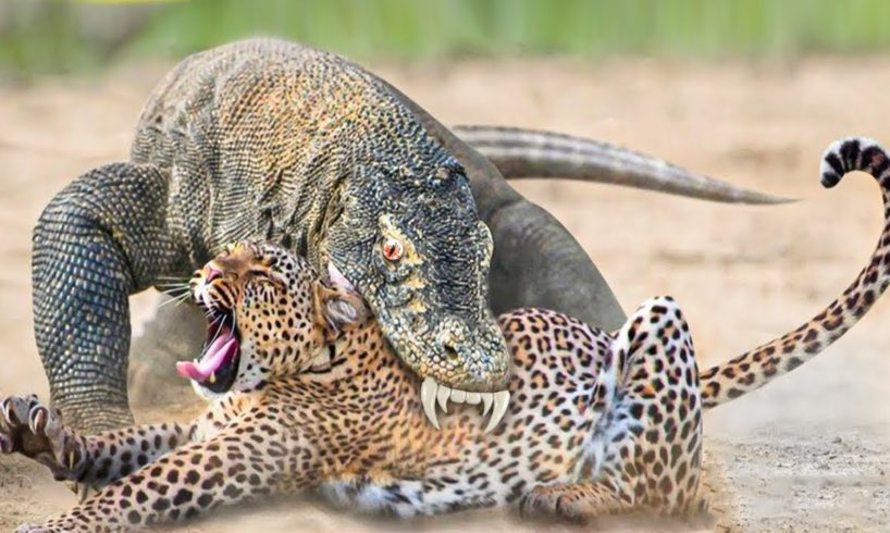 Real Wild Animal Fights!!!