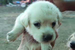 Really cute puppies, all children Really love them @countrysidelifeshow408