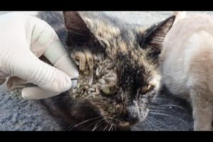 Removing Monster Mango worms From Helpless Cat! Animal Rescue Video 2023 #17 #dog #catrescue