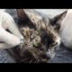 Removing Monster Mango worms From Helpless Cat! Animal Rescue Video 2023 #17 #dog #catrescue