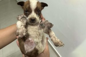 Rescue Little Puppy Was Thrown Away Like Trash, His Legs Were Infected...He Couldn't Stand