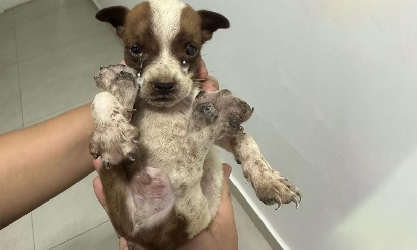 Rescue Little Puppy Was Thrown Away Like Trash, His Legs Were Infected...He Couldn't Stand