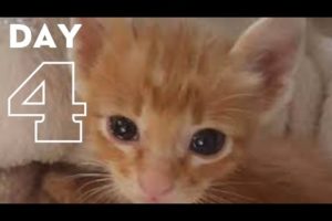 Rescue Poor Kitten From Difficult Situation watch what happen