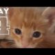 Rescue Poor Kitten From Difficult Situation watch what happen