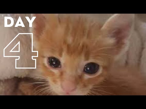 Rescue Poor Kitten From Difficult Situation watch what happen