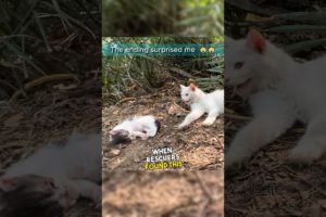 Rescue Team Meets Abandoned Cat Family #shorts #wholesome