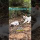 Rescue Team Meets Abandoned Cat Family #shorts #wholesome