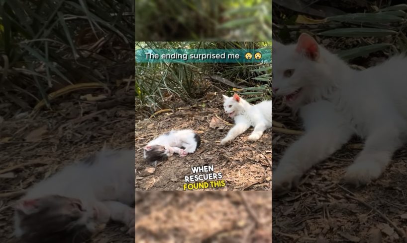 Rescue Team Meets Abandoned Cat Family #shorts #wholesome