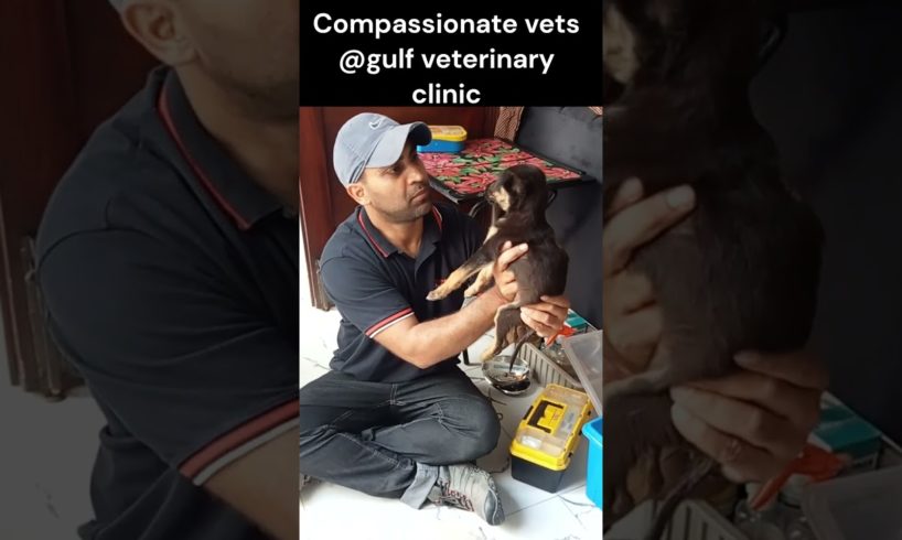 Rescue dog & puppies #compassionate towards animals #dogs #animal rescue #animal rescue videos #