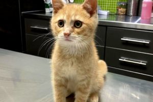 Rescue of a Struggling Kitten: A Stray Kitten's Happy Ending