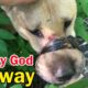 Rescue the abandoned dog with duct tape around its mouth wandering around and unable to eat or drink
