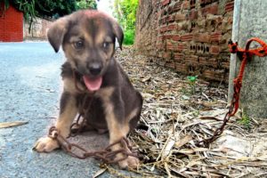 Rescue the poor little dog left on the empty street and chained with a long chain