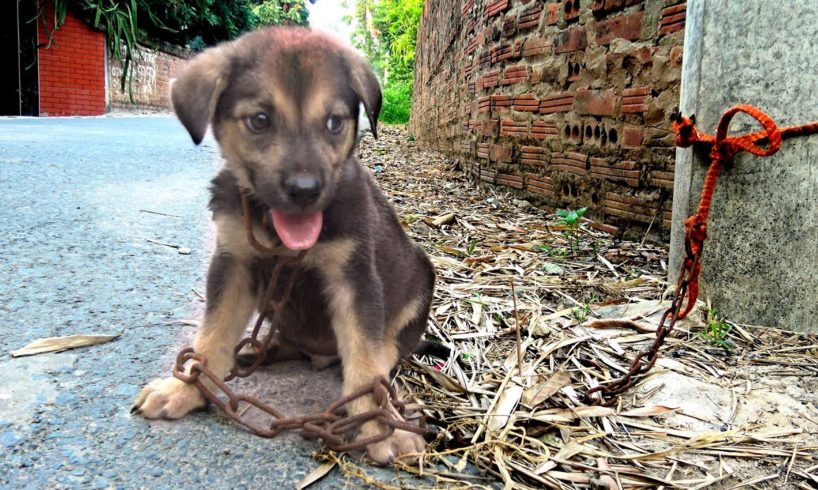 Rescue the poor little dog left on the empty street and chained with a long chain