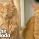 Rescued Blind Kittens Have The Cutest Way Of Locating Each Other | The Dodo