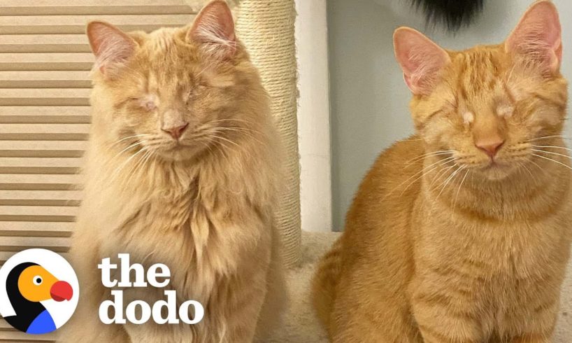 Rescued Blind Kittens Have The Cutest Way Of Locating Each Other | The Dodo