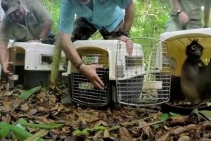 Rescued Spider Monkey Troop Released Into The Wild | Jungle Animal Hospital | BBC Earth