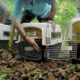 Rescued Spider Monkey Troop Released Into The Wild | Jungle Animal Hospital | BBC Earth