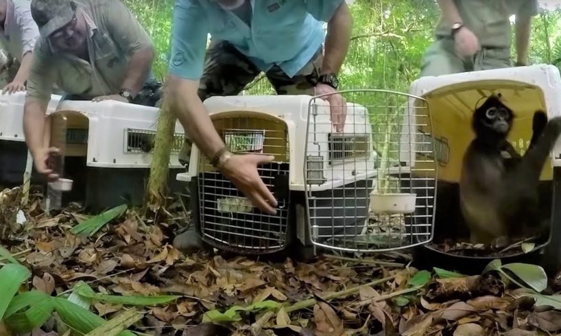 Rescued Spider Monkey Troop Released Into The Wild | Jungle Animal Hospital | BBC Earth