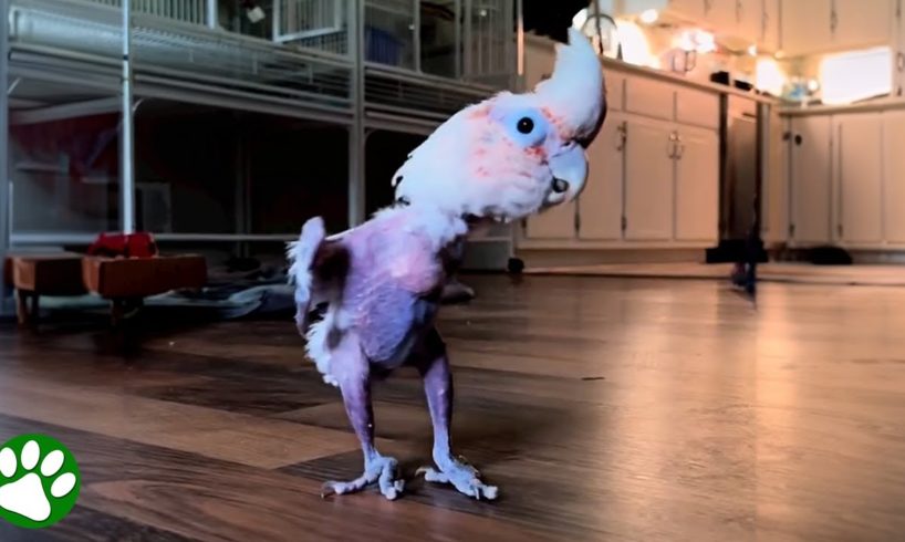 Rescued parrot loves to dance