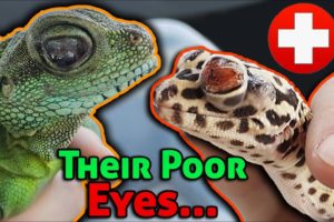 Rescuing Lizards with MAJOR Eye Infections