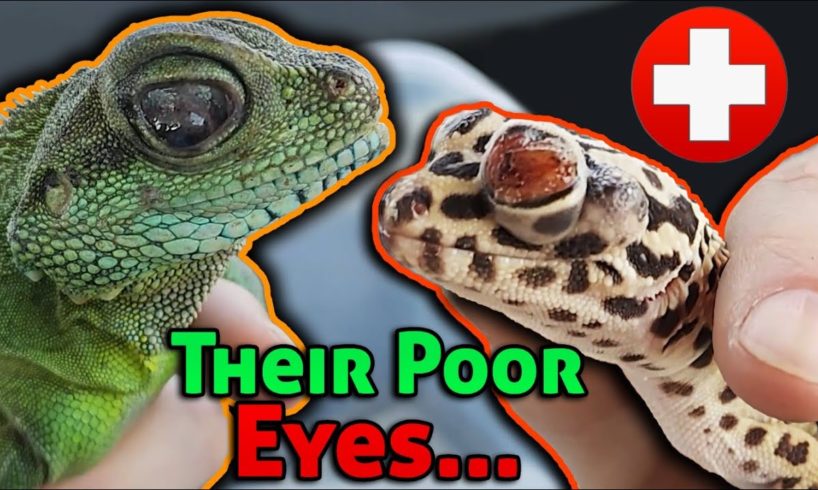 Rescuing Lizards with MAJOR Eye Infections
