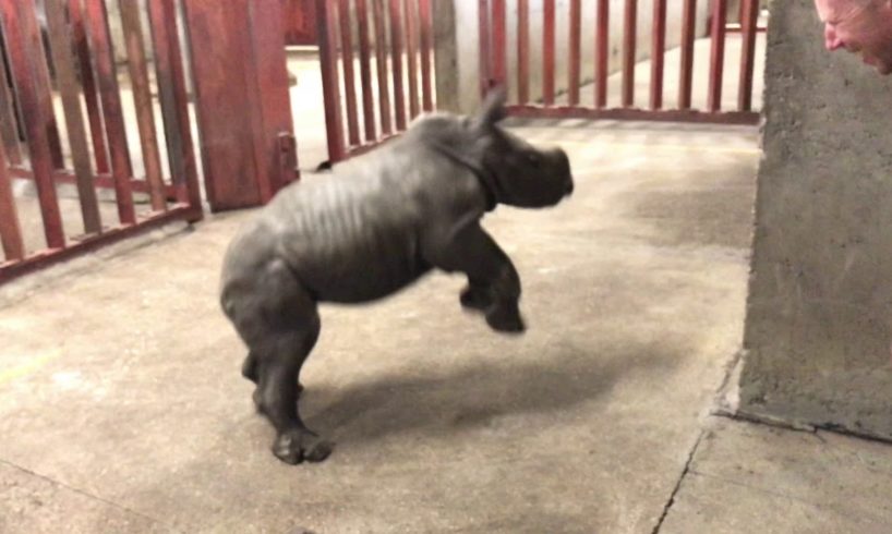 Rhino calf plays with zoo keeper