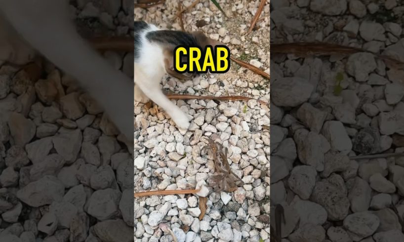 Ruby the baby cat FIGHTS A CRAB🦀