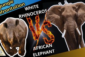 SAVAGE ANIMALS 2 | Confrontations Rhinoceros and African Elephant 💥 | Animal Fights All Time