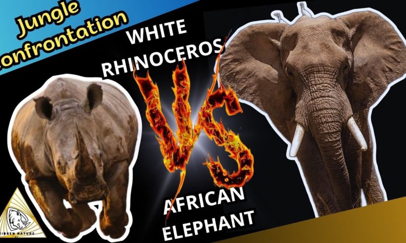 SAVAGE ANIMALS 2 | Confrontations Rhinoceros and African Elephant 💥 | Animal Fights All Time
