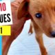 Saving Lives: Top 10 Dog Rescues of 2021 at Takis Shelter