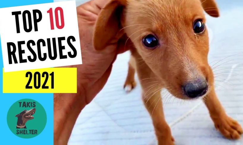 Saving Lives: Top 10 Dog Rescues of 2021 at Takis Shelter