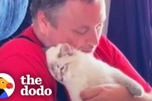 Shelter Cat Just Wants To Be Cuddled | The Dodo
