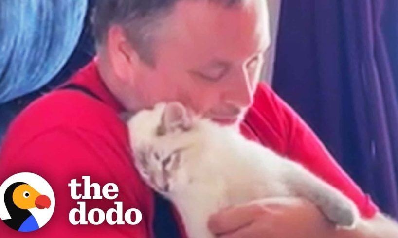 Shelter Cat Just Wants To Be Cuddled | The Dodo